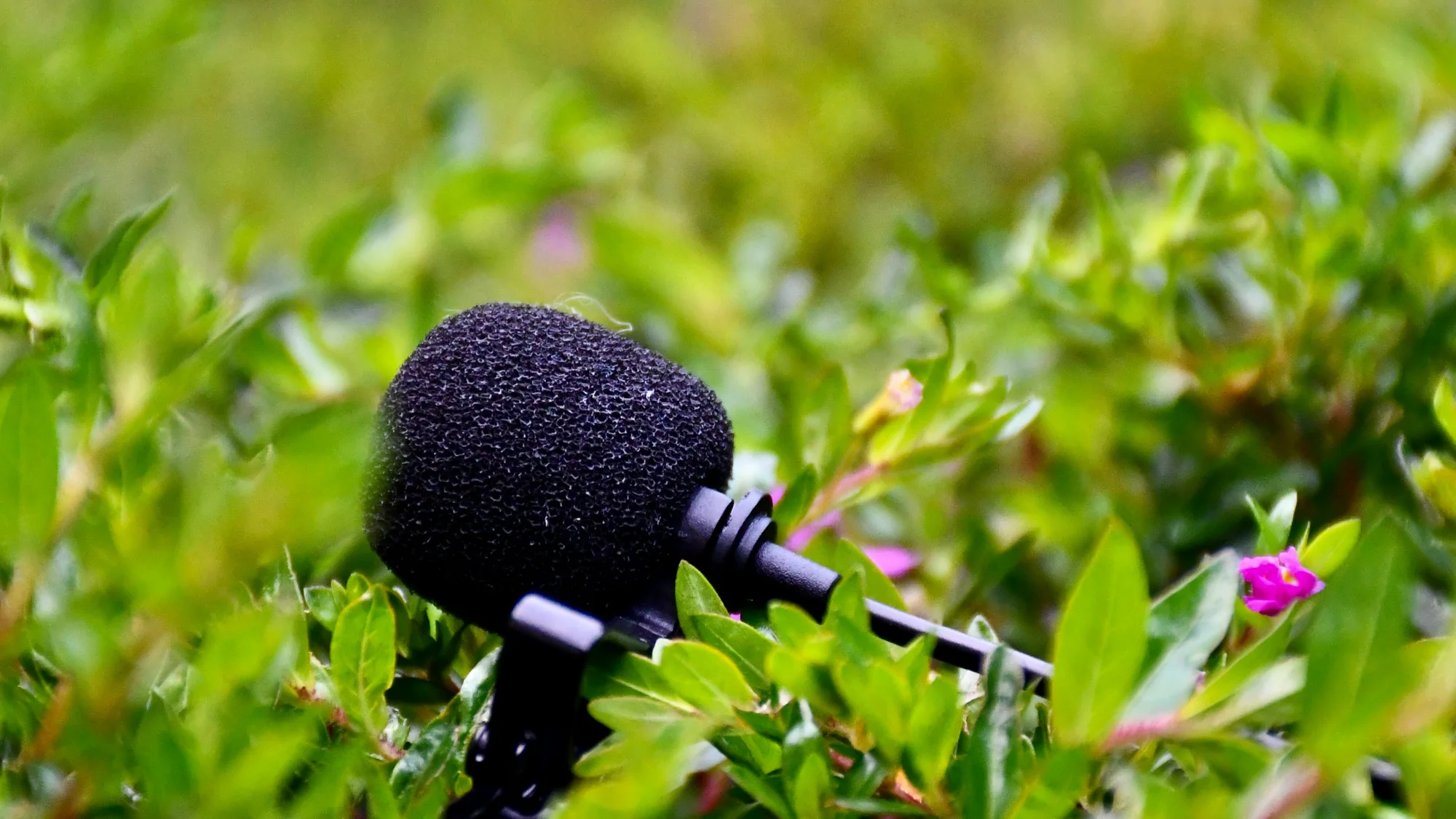 ASİA MUSİC TEST — ASİA MUSİC TEST